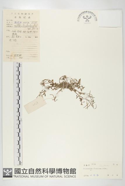 異被赤車藏品圖，第1張