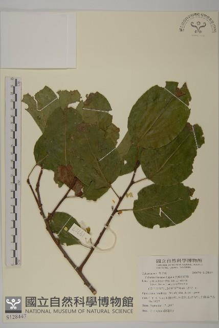 大葉南蛇藤藏品圖，第1張