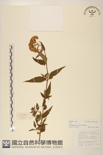 佩蘭、澤蘭藏品圖，第1張