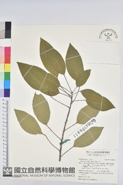 白臼藏品圖，第1張