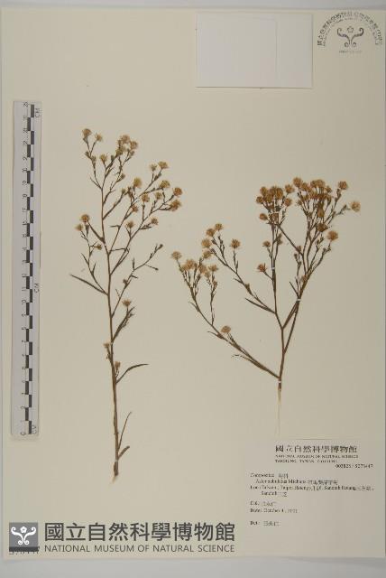 掃帚菊藏品圖，第1張