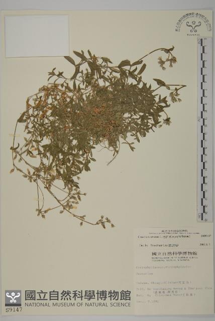 卷耳藏品圖，第1張