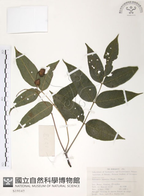 灰色木藍藏品圖，第1張