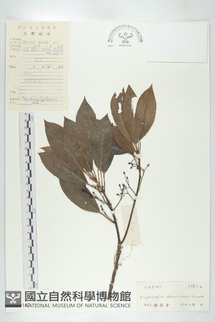 俄氏虎皮楠、蘭嶼虎皮楠、虎皮楠藏品圖，第1張