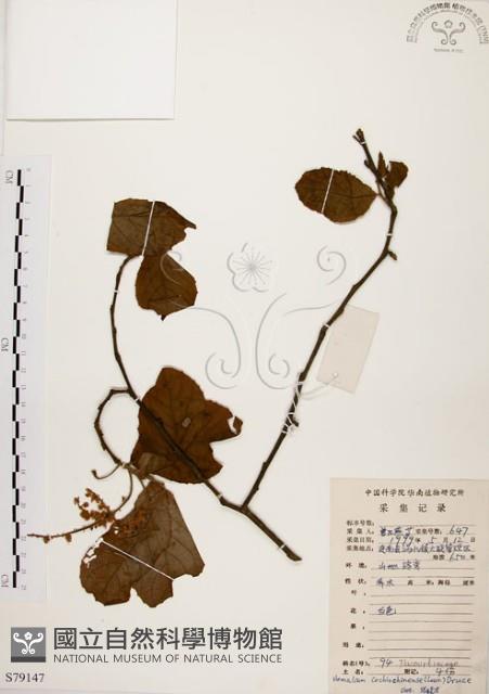 天料木藏品圖，第1張