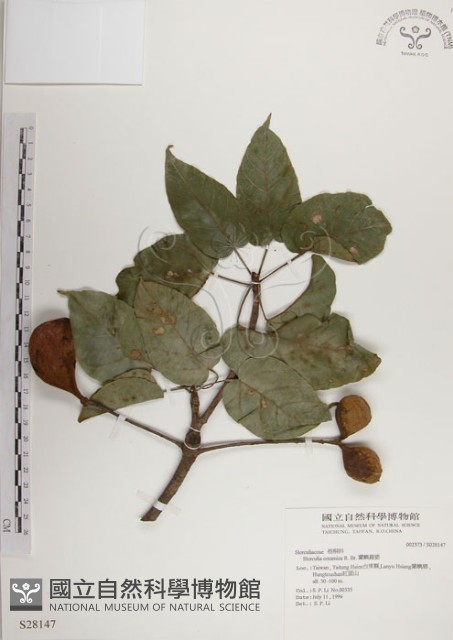 蘭嶼蘋婆藏品圖，第1張