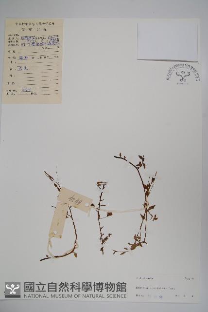 短柄半邊蓮藏品圖，第1張