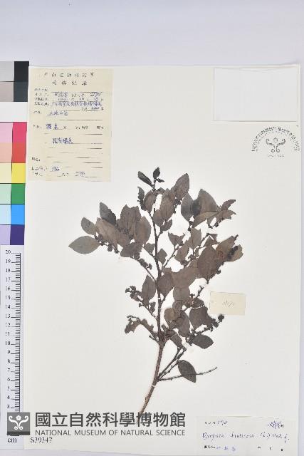 黑面神藏品圖，第1張