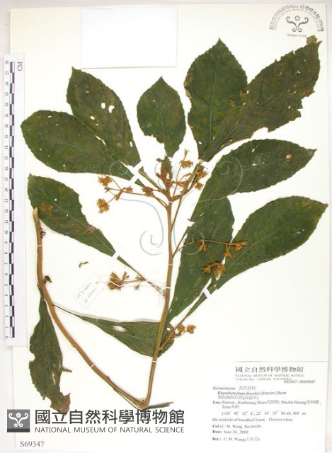 同蕊草、異色線柱苣苔藏品圖，第1張