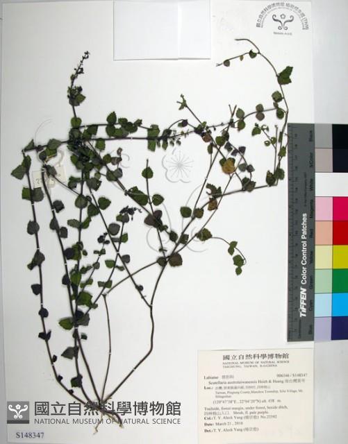 南台灣黃芩藏品圖，第1張