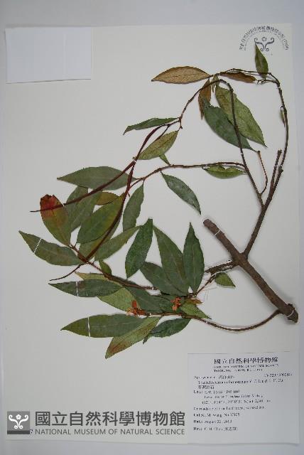 臺灣絡石藏品圖，第1張