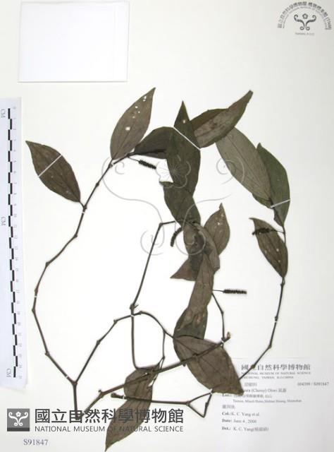 風藤藏品圖，第1張