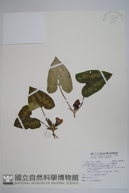 插天山細辛藏品圖，第1張