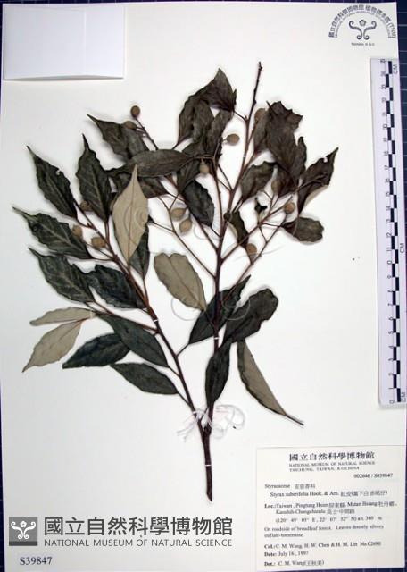 紅皮、葉下白、赤仔尾藏品圖，第1張