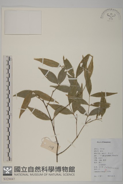 登錄號:S128847藏品圖，第1張