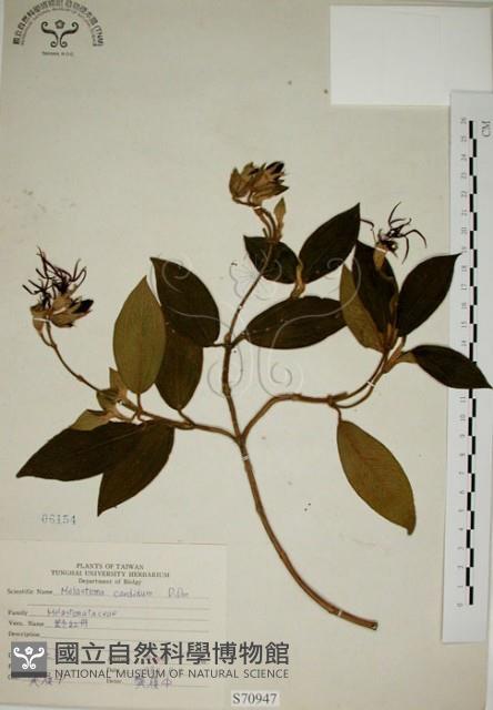 野牡丹藏品圖，第1張