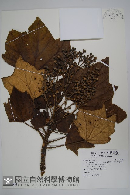 華參、裡白八角金盤藏品圖，第1張