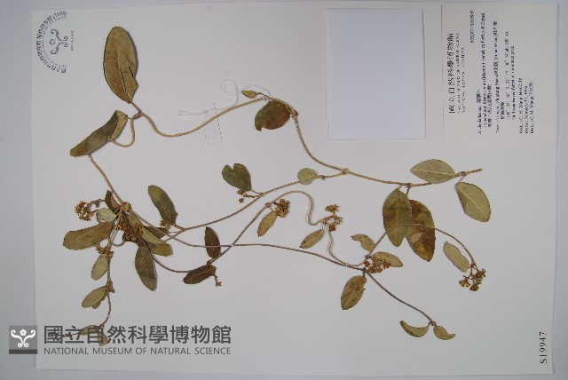 臺灣牛皮消、臺灣白薇藏品圖，第1張