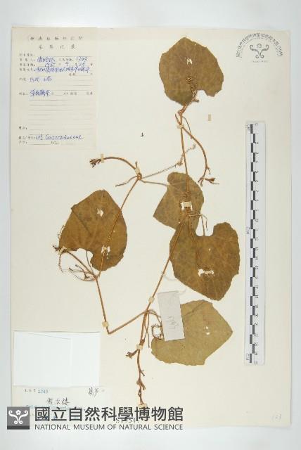 全緣括樓藏品圖，第1張