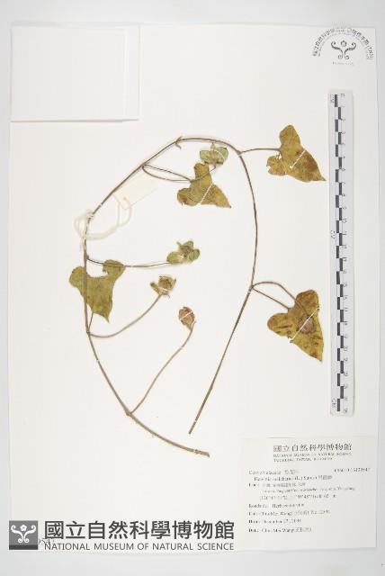 吊鐘藤藏品圖，第1張