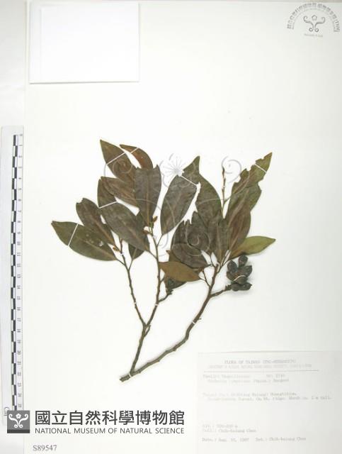 烏心石藏品圖，第1張