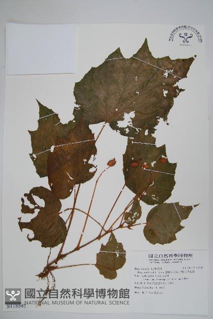 裂葉秋海棠、巒大秋海棠藏品圖，第1張