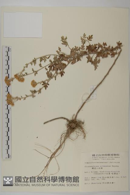 阿里山油菊藏品圖，第1張