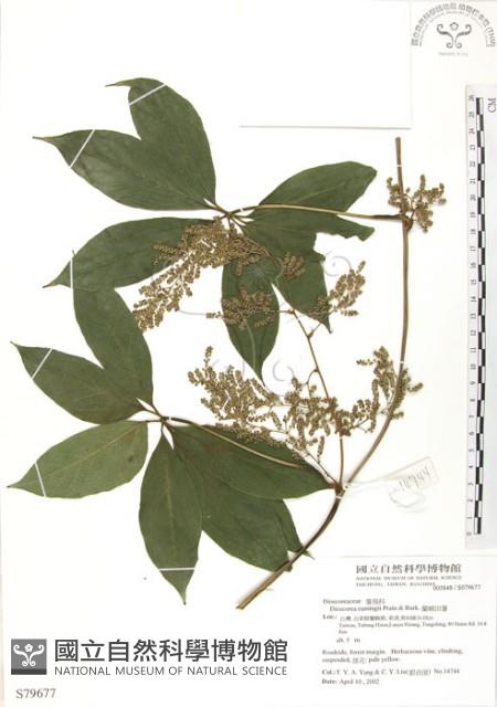 蘭嶼田薯藏品圖，第1張