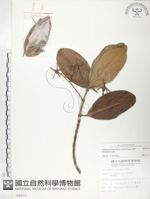 水筆仔藏品圖，第1張