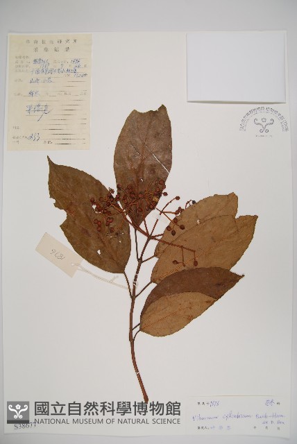 水紅木藏品圖，第1張