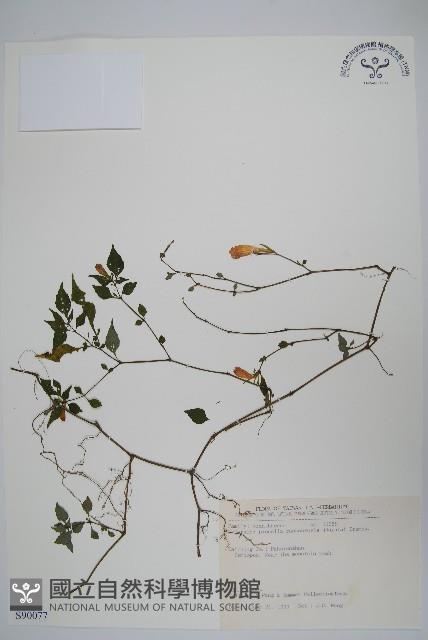 翅柄馬藍藏品圖，第1張