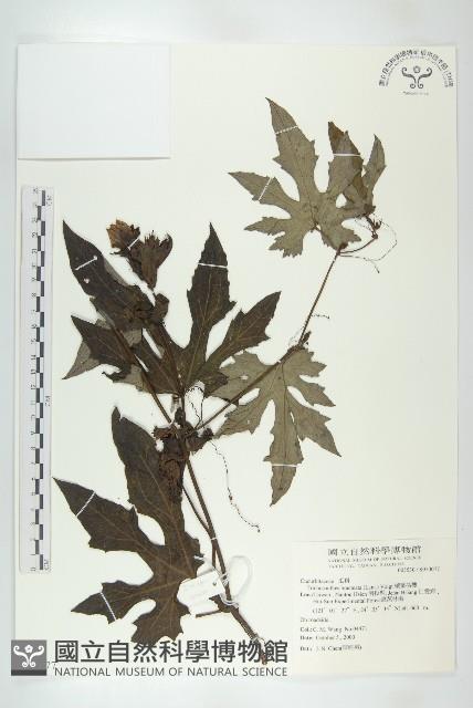 槭葉括樓藏品圖，第1張