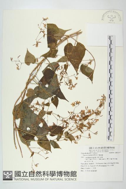 飛蛾藤藏品圖，第1張