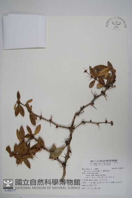 臺灣小蘗藏品圖，第1張