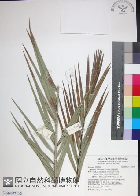 台灣海棗藏品圖，第1張