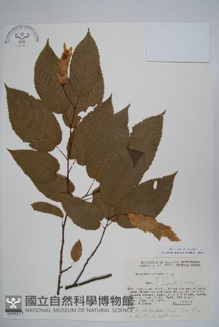 千金榆藏品圖，第1張