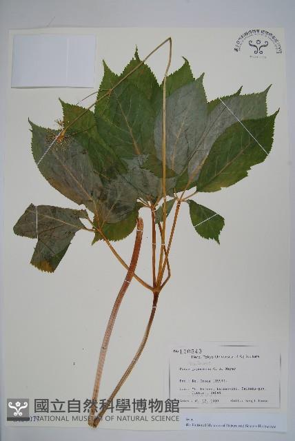 竹節參藏品圖，第1張