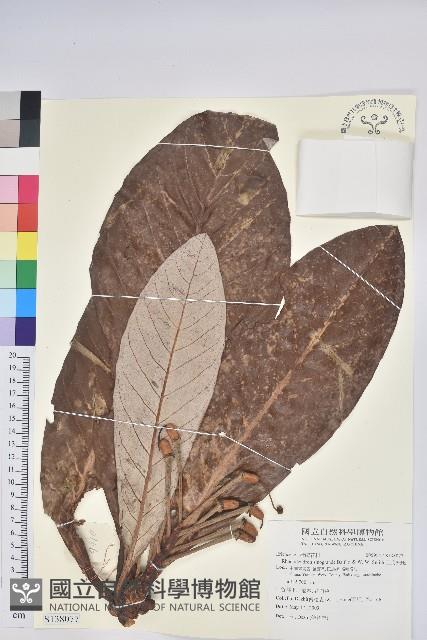 凸尖杜鵑藏品圖，第1張