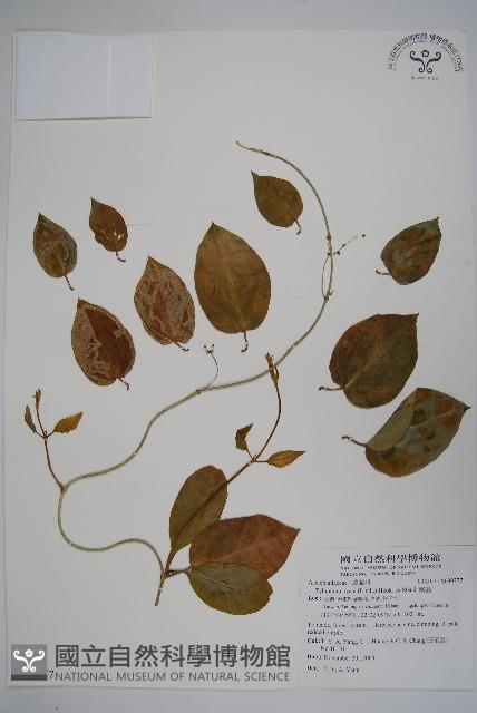 鷗蔓藏品圖，第1張