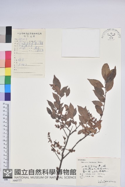 米飯花藏品圖，第1張