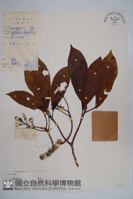 長花厚殼樹藏品圖，第1張