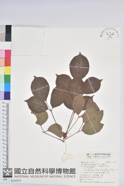 茄苳、重陽木藏品圖，第1張