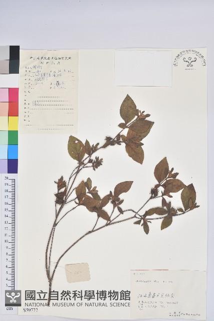 唐杜鵑、大屯杜鵑、中原氏杜鵑藏品圖，第1張