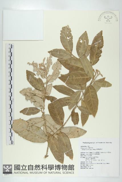 臺灣胡頹子藏品圖，第1張