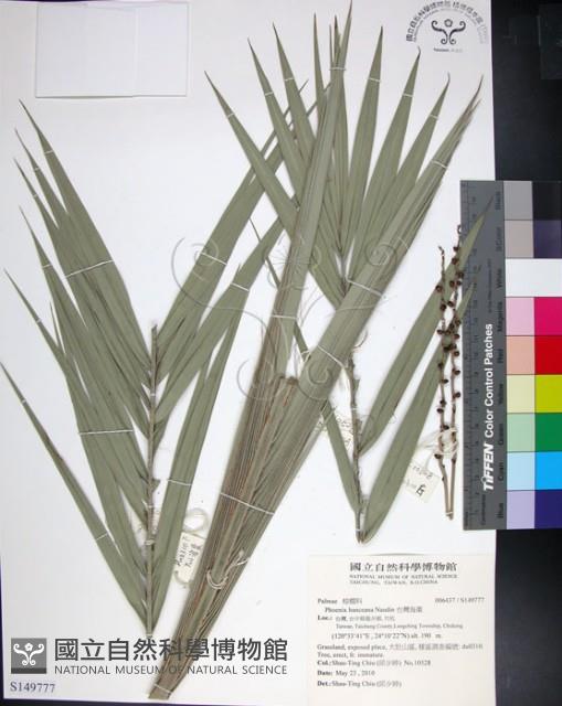 台灣海棗藏品圖，第1張