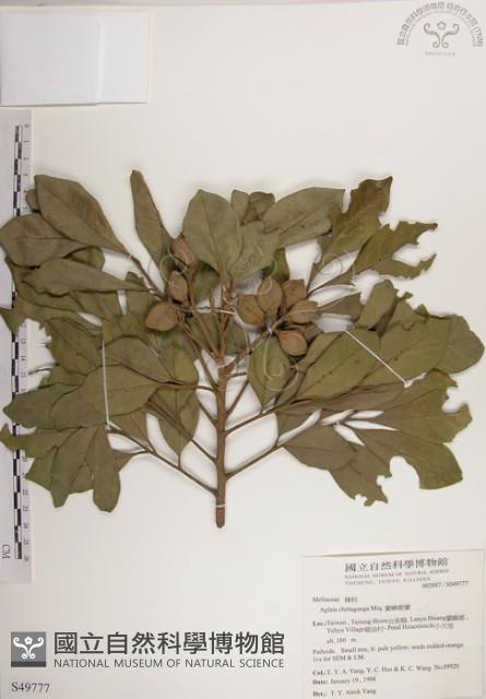 蘭嶼樹蘭藏品圖，第1張