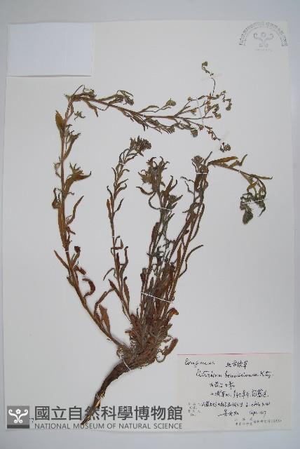 齒緣草藏品圖，第1張