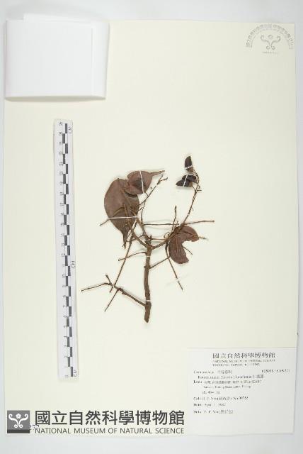 紅葉藤藏品圖，第1張