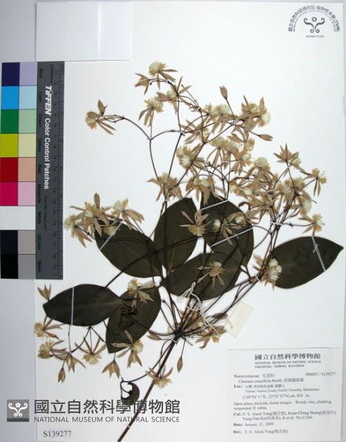 厚葉鐵線蓮藏品圖，第1張