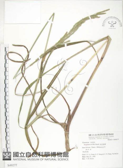 吳氏雀稗藏品圖，第1張